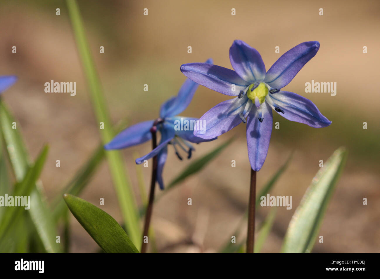 Sibirischer Blaustern (Scilla Siberica) blühen im März Stockfoto