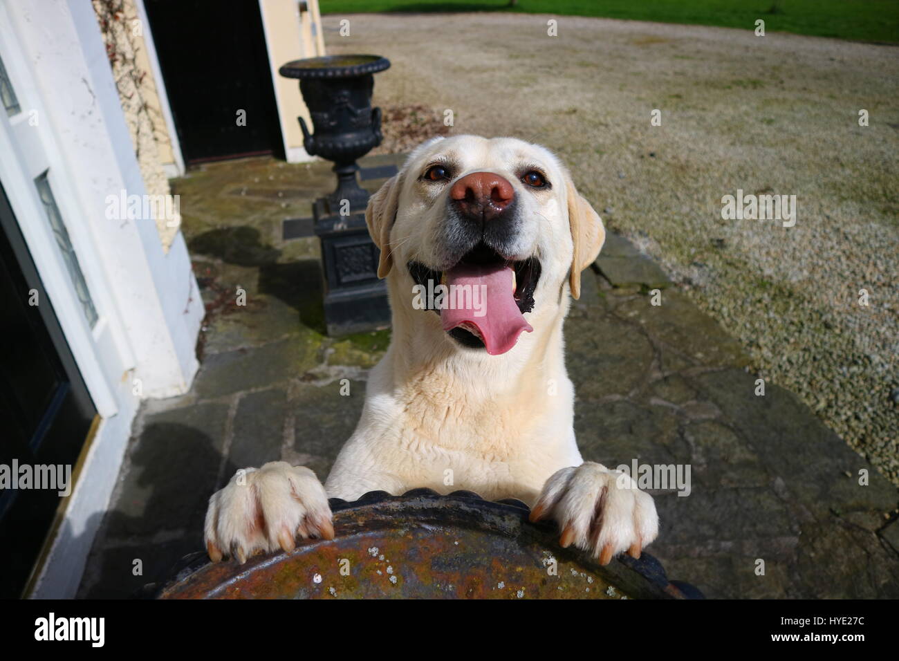 Happy Dog lächelnd in der Sommersonne Stockfoto