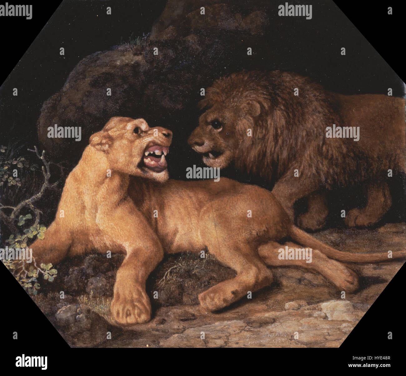 George Stubbs' „Löwe und Löwe“ fängt die majestätischen und mächtigen Figuren von zwei Löwen ein und betont ihre muskulöse Struktur und ihre kommandierende Präsenz. Das Gemälde unterstreicht Stubbs' Fertigkeit in der Darstellung der Tieranatomie. Stockfoto