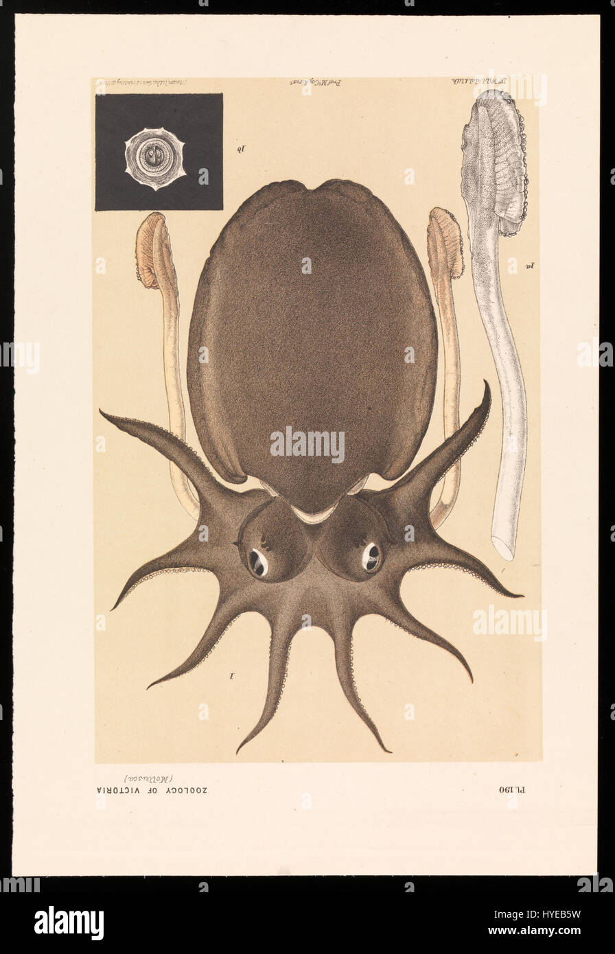 Wild, Herr John James große Melbourne Sepia oder Tintenfisch, Sepia Apama Google Art Project Stockfoto