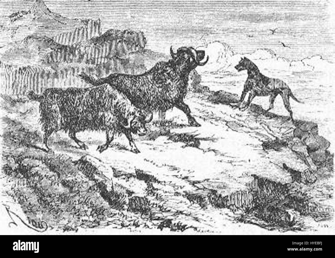 *The Field of Ice* von Riou und Montaut zeigt eine dramatische Szene aus Eis und Schnee, die möglicherweise einen Moment der arktischen Erkundung oder einer rauen natürlichen Umgebung einfangen kann. Die Arbeit vermittelt die Herausforderungen kalter Landschaften. Stockfoto