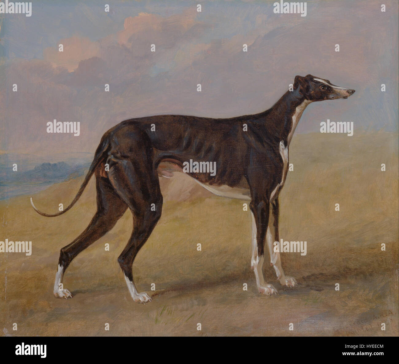 George Garrard Turk, ein Windhund, das Eigentum von George Lane Fox Google Art Project Stockfoto