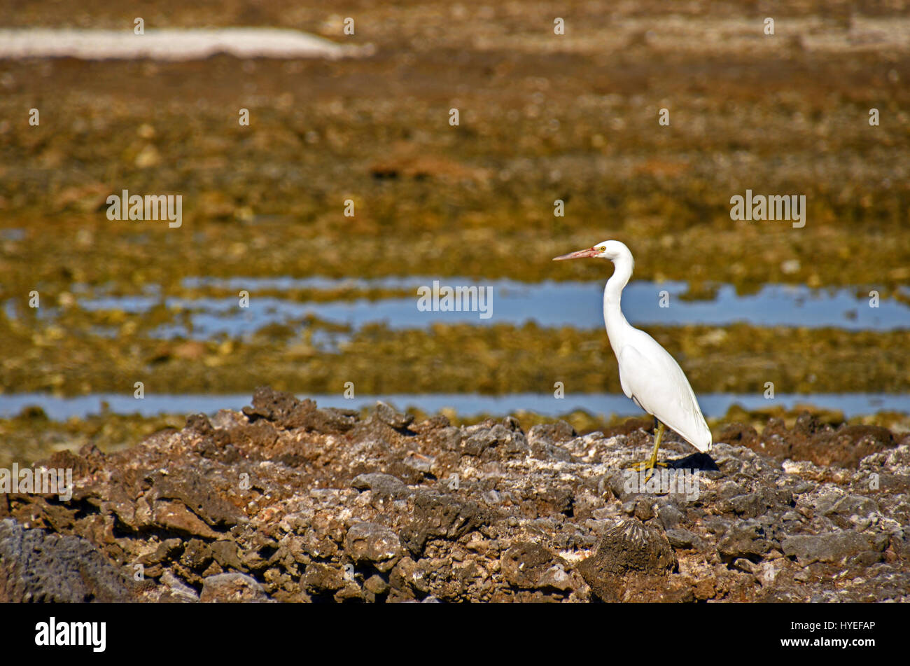 Pazifische Reef Heron (Egretta Sacra) Jagd bei Ebbe in der Lagune auf Lady Elliot Island, Great Barrier Reef, Queensland, Australien Stockfoto