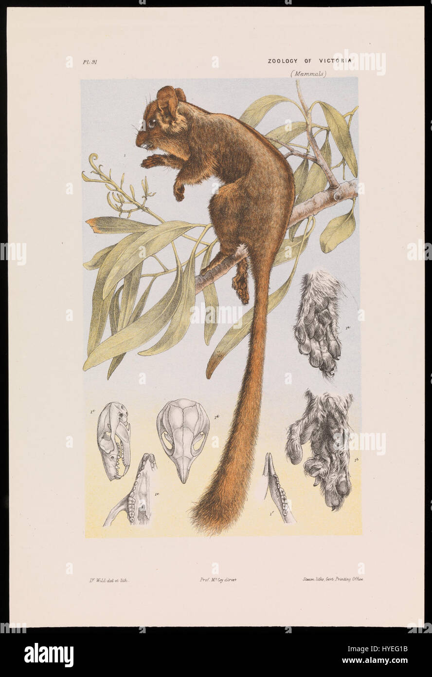 John James Wild Leadbeater Possum, Gymnobelideus Leadbeateri Google Art Project Stockfoto