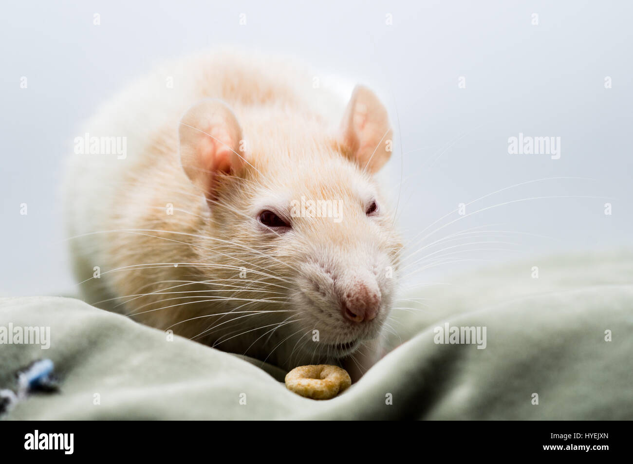 Ratte, gestresst und besorgt Stockfoto