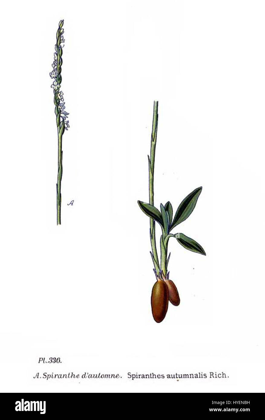 Spiranthes autumnalis, auch bekannt als die Herbstdamen, ist eine in Nordamerika heimische Orchideenart. Sie blüht im Spätsommer und Herbst und zeigt spiralförmige Anordnungen von kleinen weißen bis rosa Blüten entlang des Stiels. Stockfoto