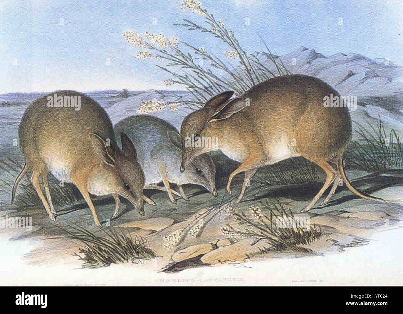 Der Schweinfüßige Bandicoot ist ein ausgestorbenes Beuteltier, das in Australien beheimatet war. Er war bekannt für seine einzigartige Fußstruktur, die der eines Schweins ähnelte, und seine Fähigkeit, sich an eine Reihe von Umgebungen anzupassen. Die Art ist inzwischen ausgestorben, und ihr Verlust an Lebensräumen dürfte zu ihrem Rückgang beigetragen haben. Stockfoto