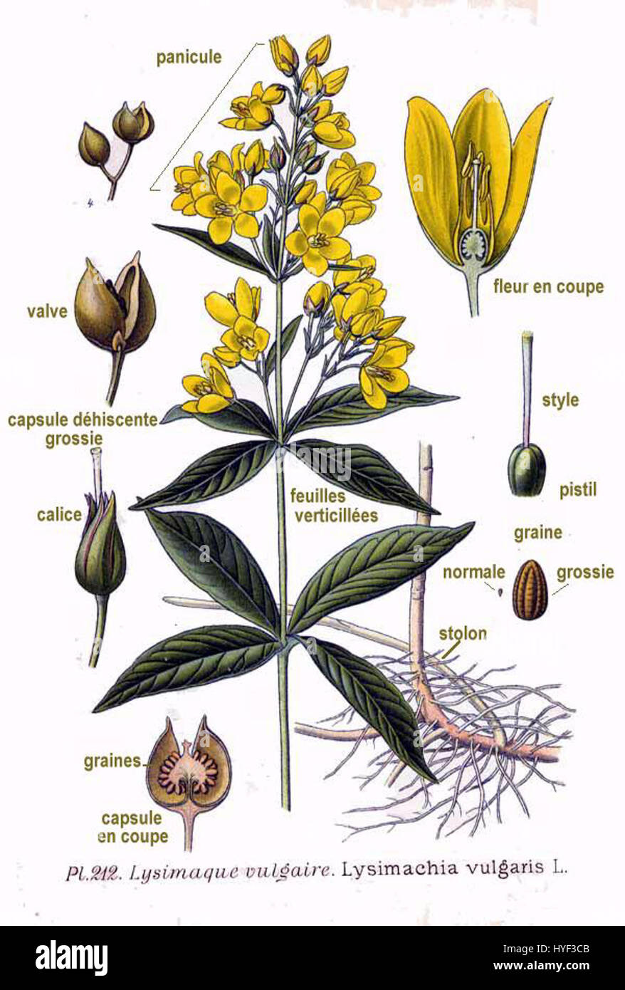 Lysimachia vulgaris, auch bekannt als gelber Loosestrife, ist ein mehrjähriges Kraut, das in Feuchtgebieten und Wiesen in ganz Europa vorkommt und für seine gelben Blüten und medizinischen Anwendungen in der traditionellen Kräutermedizin bekannt ist. Stockfoto