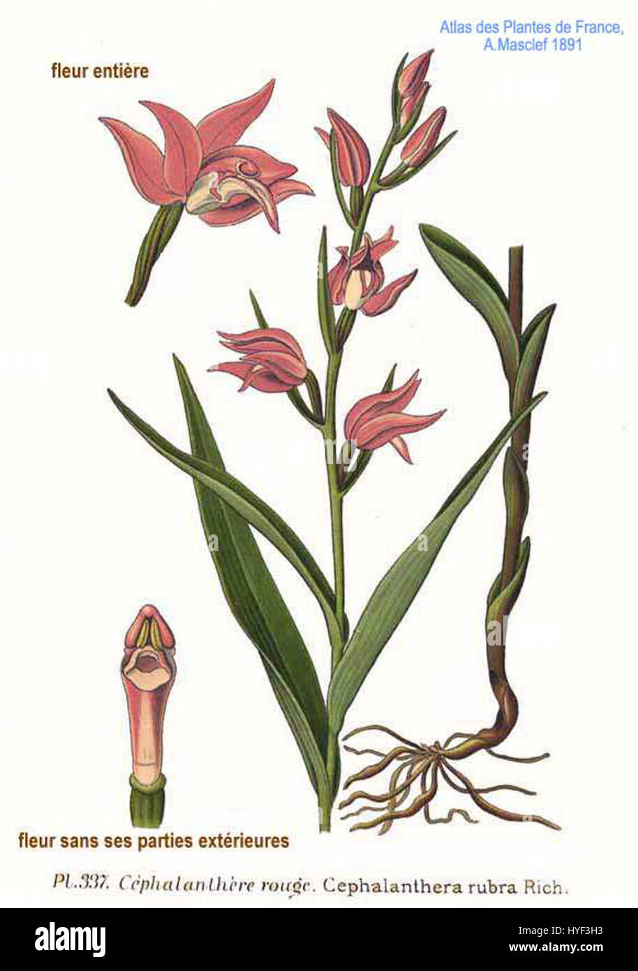 Cephalanthera rubra, auch bekannt als Rothelleborin, ist eine in Europa heimische Orchideenart. Bekannt für seine leuchtenden rosa-roten Blüten, gedeiht es in Waldgebieten und wird für seine dekorativen Qualitäten geschätzt. Stockfoto