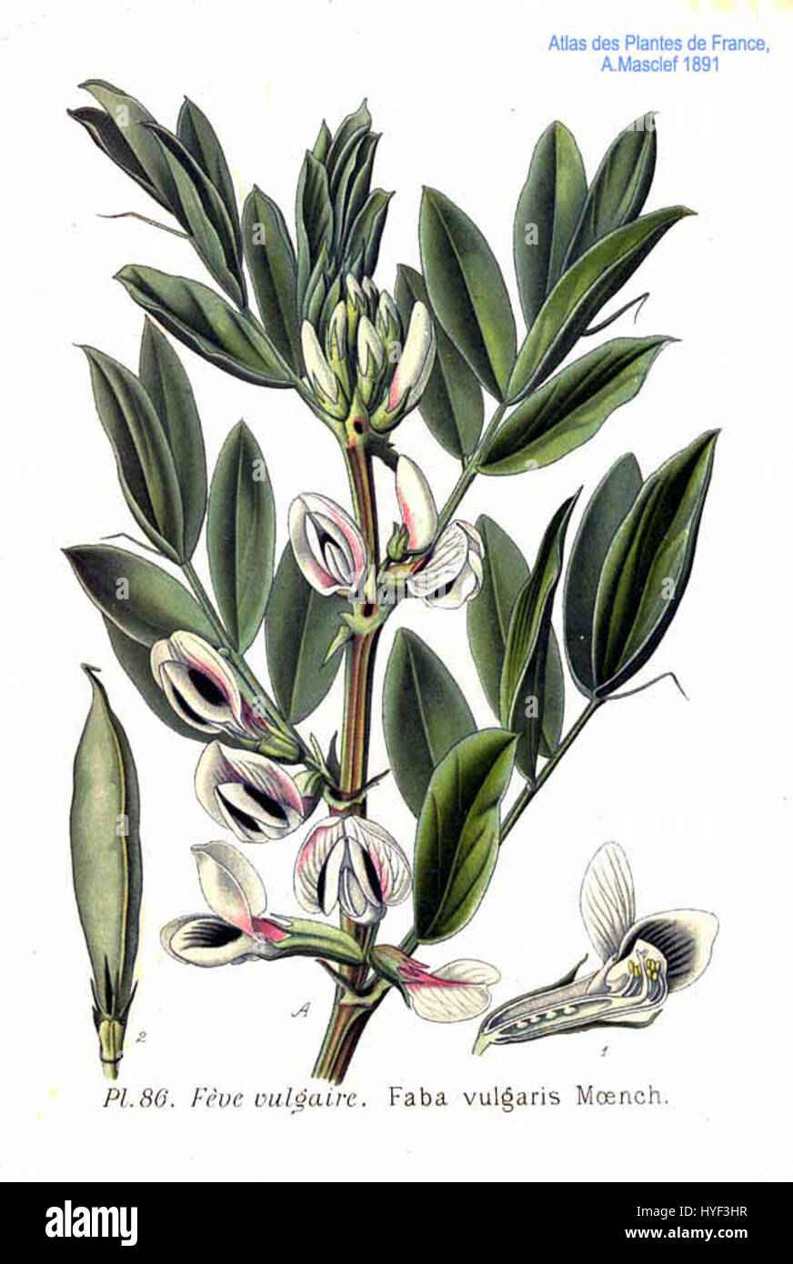 Faba vulgaris, auch bekannt als die gewöhnliche Bohne, ist eine Hülsenfrucht, die aufgrund ihrer essbaren Samen häufig angebaut wird. Dieser Eintrag stellt wahrscheinlich die botanische Beschreibung dieser Art dar. Stockfoto