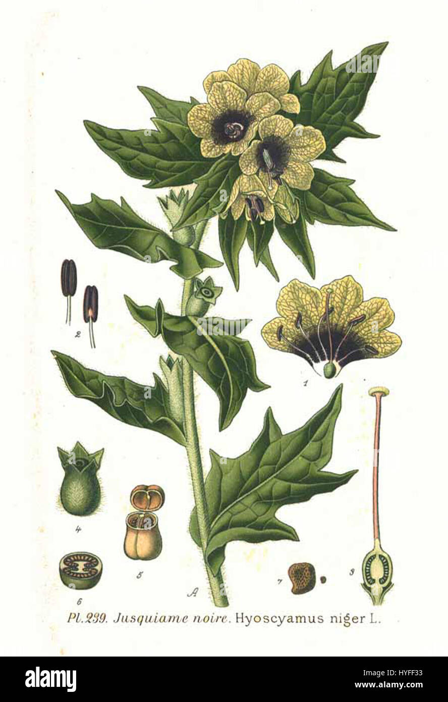 Hyoscyamus niger, allgemein bekannt als schwarzer henbane, ist eine Pflanzenart aus der Familie der Solanaceae. Bekannt für seine toxischen Eigenschaften, wurde es historisch in der Medizin und als halluzinogene Substanz verwendet. Stockfoto