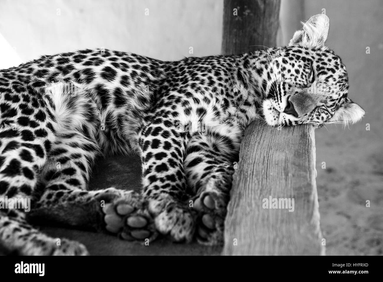 Leopard in Süd-Afrika Stockfoto