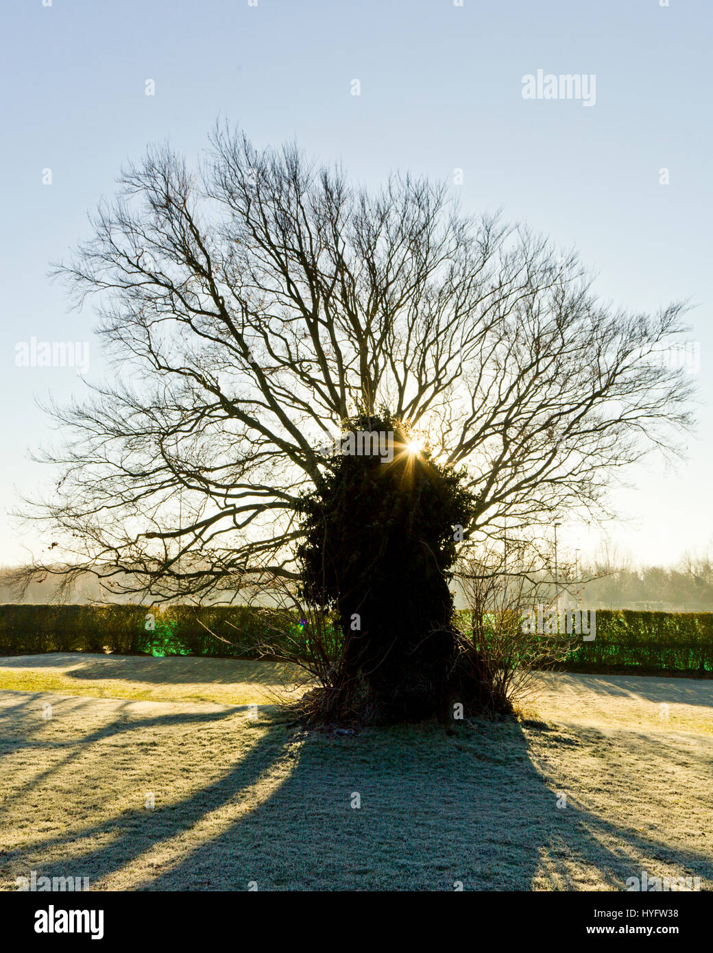 Ein uralter verfing Baum auf dem Gelände des Lewes Priory. Southover, Lewes, East Sussex, England Stockfoto