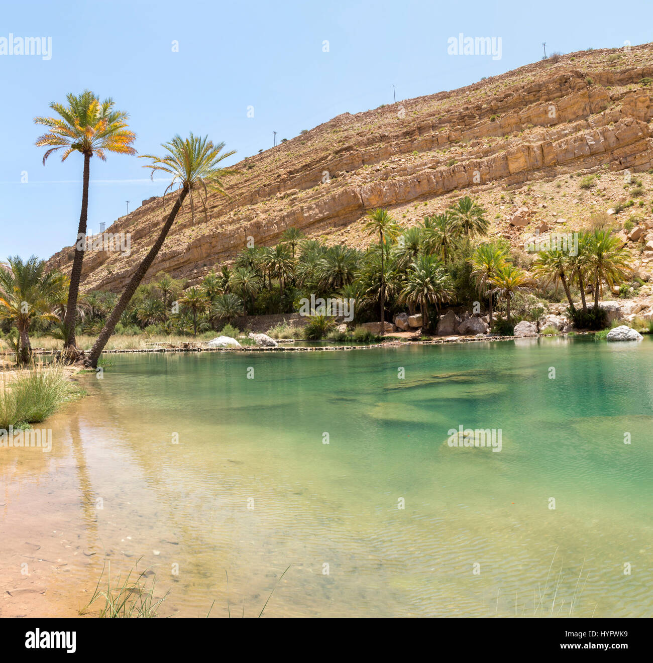 Oman Wüste Tierwelt und Oase Stockfoto