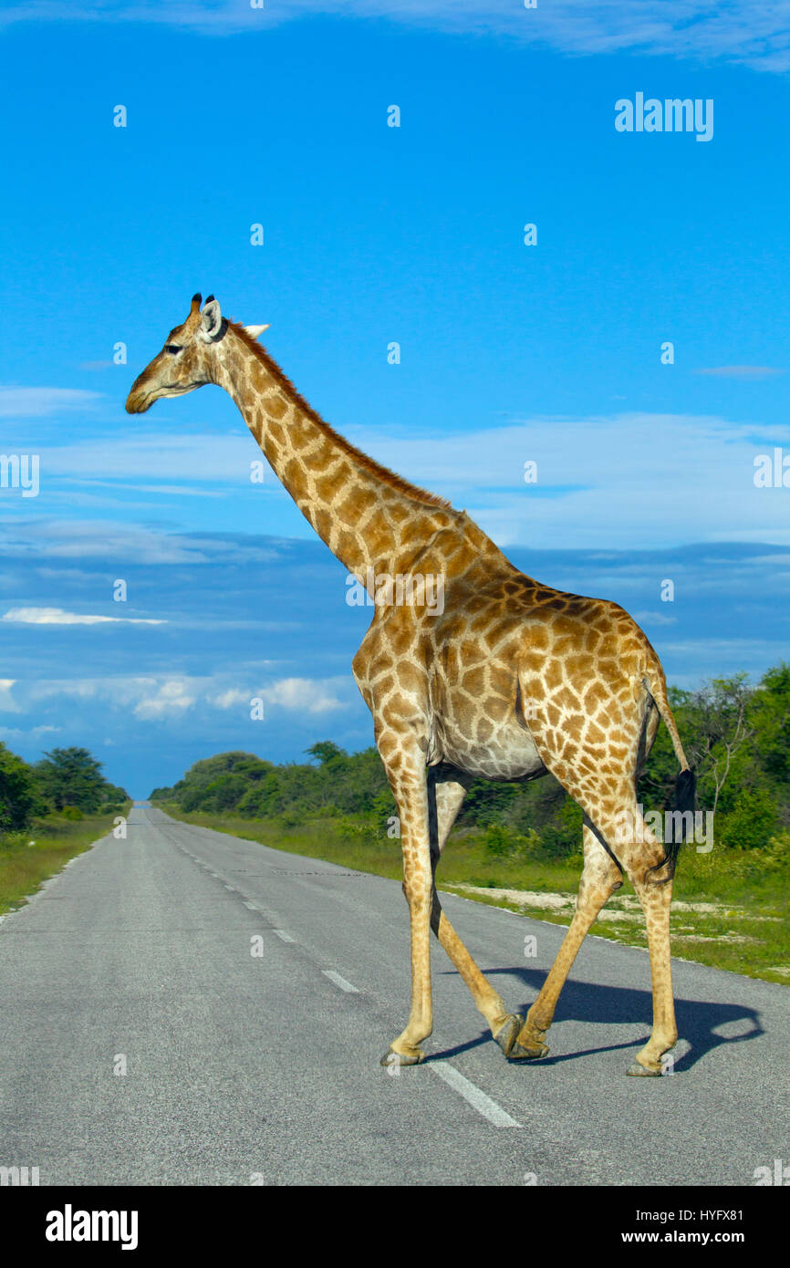 Angolanische Giraffe Giraffa Giraffa Angolensis Kreuzung Straße Stockfoto