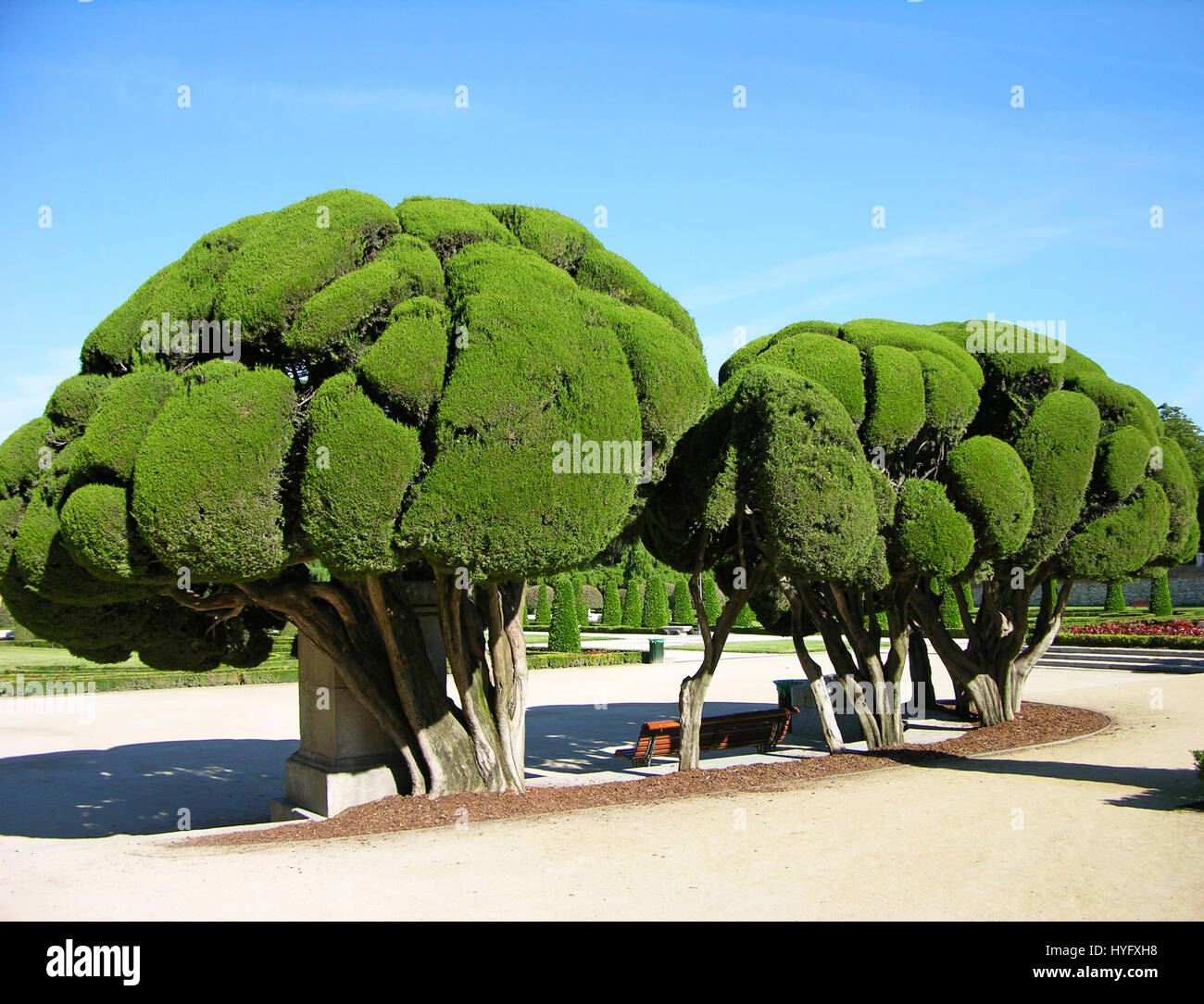Unregelmäßig geformte Bäume im Park Buen Retiro, Madrid, Spanien Stockfoto