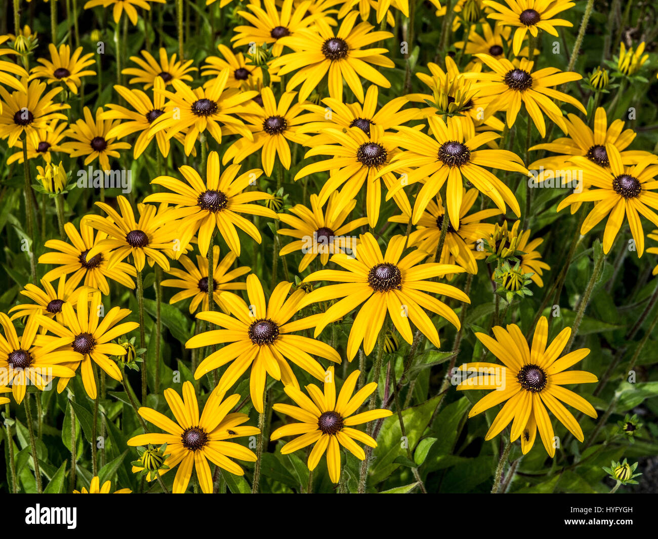 Rudbeckia (Sonnenhut) Stockfoto
