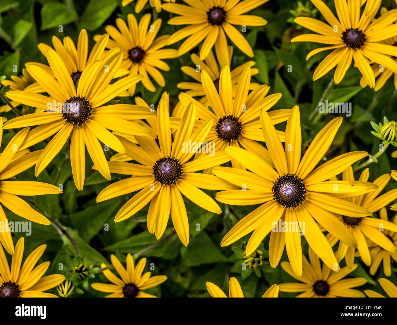 Rudbeckia (Sonnenhut) Stockfoto