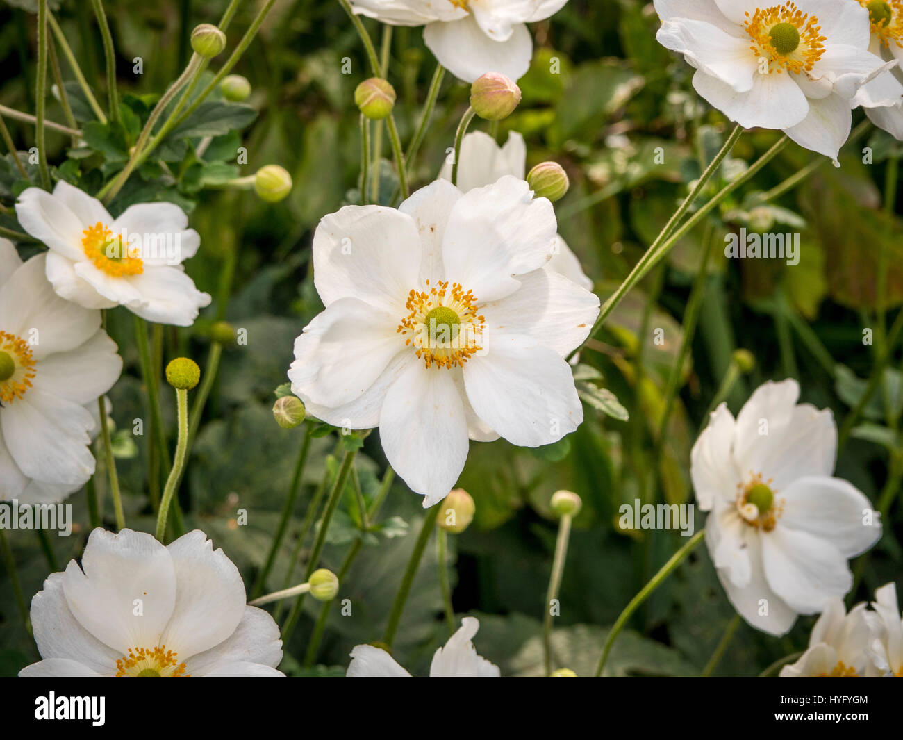 Japanische Anemone.  (Anemone Hupehensis) Stockfoto