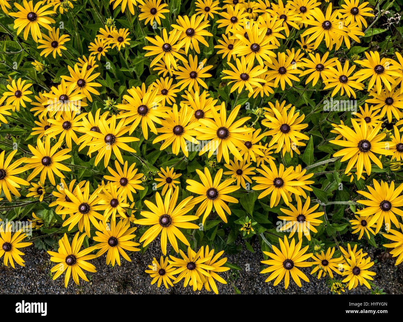 Rudbeckia (Sonnenhut) Stockfoto