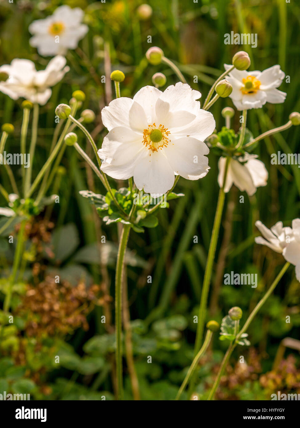 Japanische Anemone.  (Anemone Hupehensis) Stockfoto