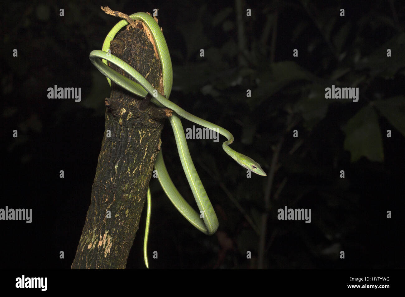 Orientalische Whipsnake, orientalische Rebe Schlange, Stockfoto