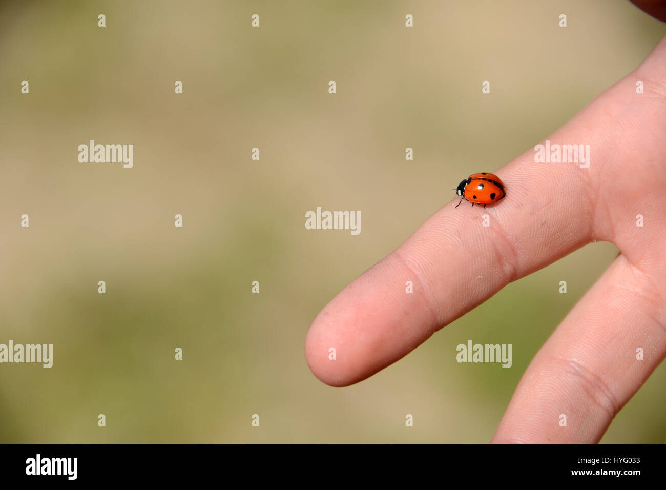 Marienkäfer auf einem Finger / lucky charm Insekt unter der Sonne Stockfoto