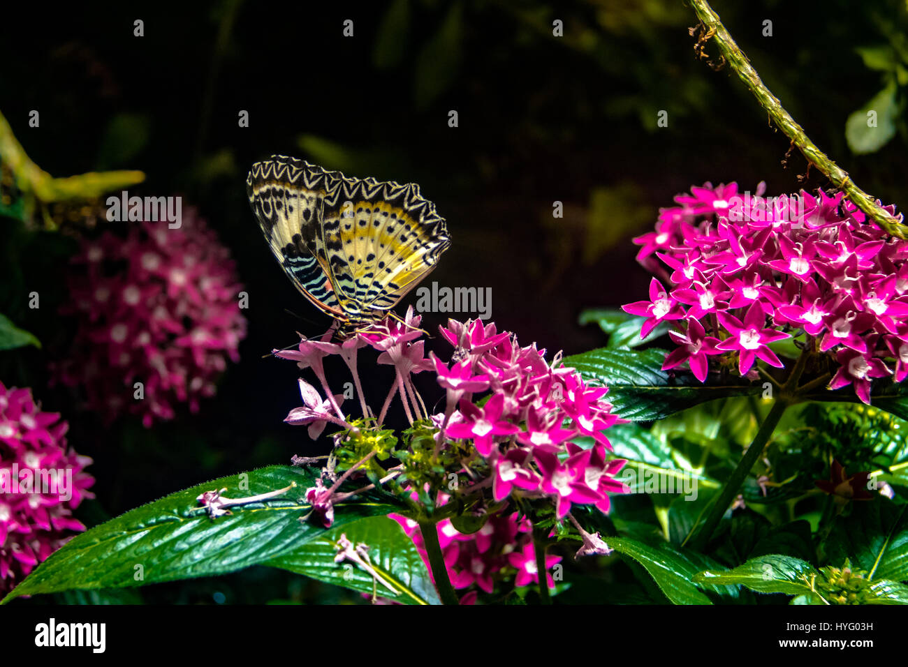 Leopardenschnürung Schmetterling (Cethosia cyane) Stockfoto