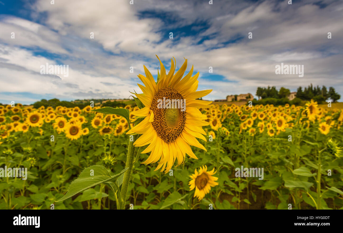 Sonnenblumenfeld in der Region Marken, Italien, Europa. Ländliche Landschaft im Sommer - helianthus annuus Stockfoto