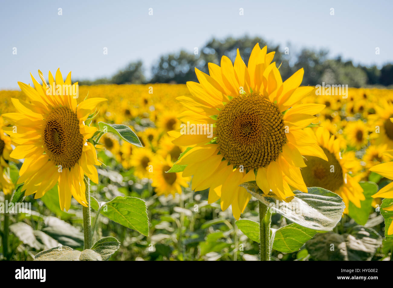 Sonnenblumenfeld in der Region Marken, Italien, Europa. Ländliche Landschaft im Sommer - helianthus annuus Stockfoto