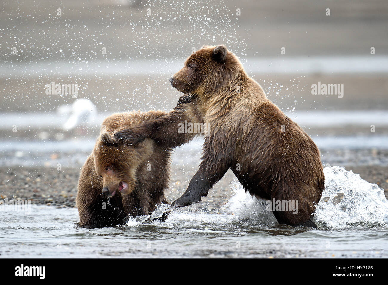 LAKE-CLARK-Nationalpark, ALASKA: Neunzehn Monate Bärenjunges alten Brüder mit einem Gewicht von zweihundert Pfund je gefangen wurden mit einer Prügelei. Nach was wie eine sehr hitzige und aggressiv Austausch von Fäusten aussieht können diese Brothers in Arms schließlich chillen in jeder anderen Firma wie nur Geschwister können gesehen werden.  Andere Bilder zeigen die Küsten Braunbären jagen und fangen einen rutschigen Lachs.  Während andere eine Himbeere bläst habe kein Zweifel, an der, entfernt. Norwegische Fotograf Olav Thokle (49) reiste, Lake-Clark-Nationalpark in Alaska zu nah am geschehen während Salm Stockfoto