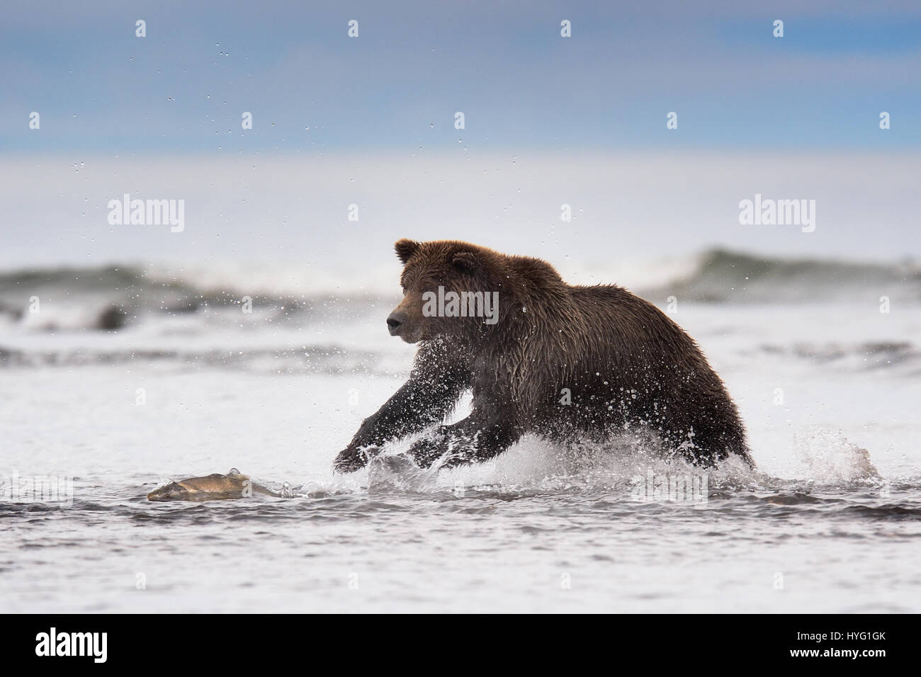 Lachs des zweifels -Fotos und -Bildmaterial in hoher Auflösung – Alamy