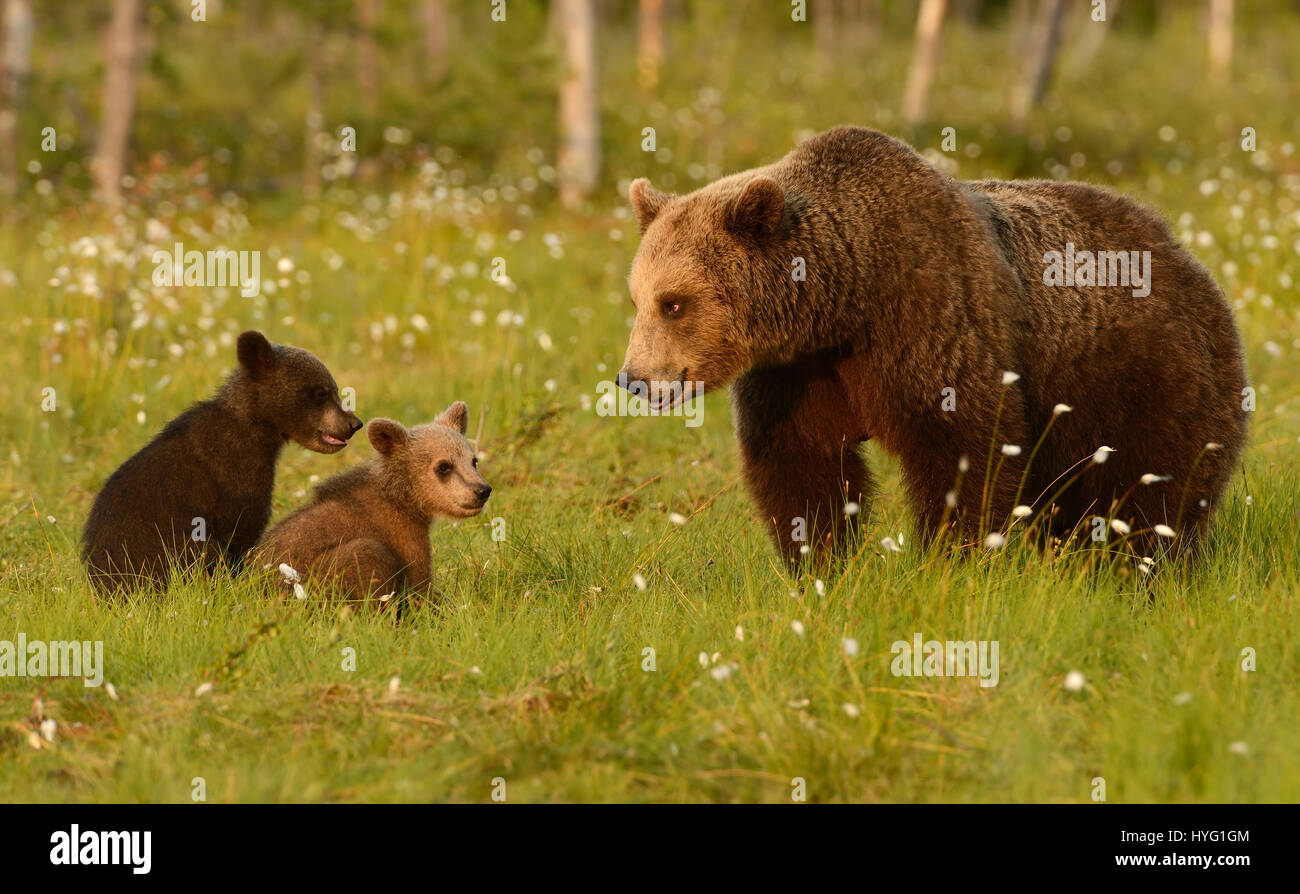 KAINUU Wildnis, Finnland: Entzückende Fotos von einem Bear Cub Ringen wurden vor der Kamera von nur 25 Fuß entfernt von einem freuen uns Fitnessinstruktor gefangen genommen. Nur ein paar hundert Yards von der russischen Grenze zeigen, diese Bilder vier Monate alten europäischen Braunbären Jungtiere haben eine gute alte altmodischen Ringen.  Aber wenn es ein wenig erwärmt wird Mama steht bereit, um sie richtig zu stellen. Amateur-Fotografen Harry Eggens (62) aus den Niederlanden reiste vierhundert Meilen Nord östlich von Helsinki, die große Kainuu Wildnis, wo er in der Lage, diese zu fangen war, bear Cubs in ihrer natürlichen env Stockfoto