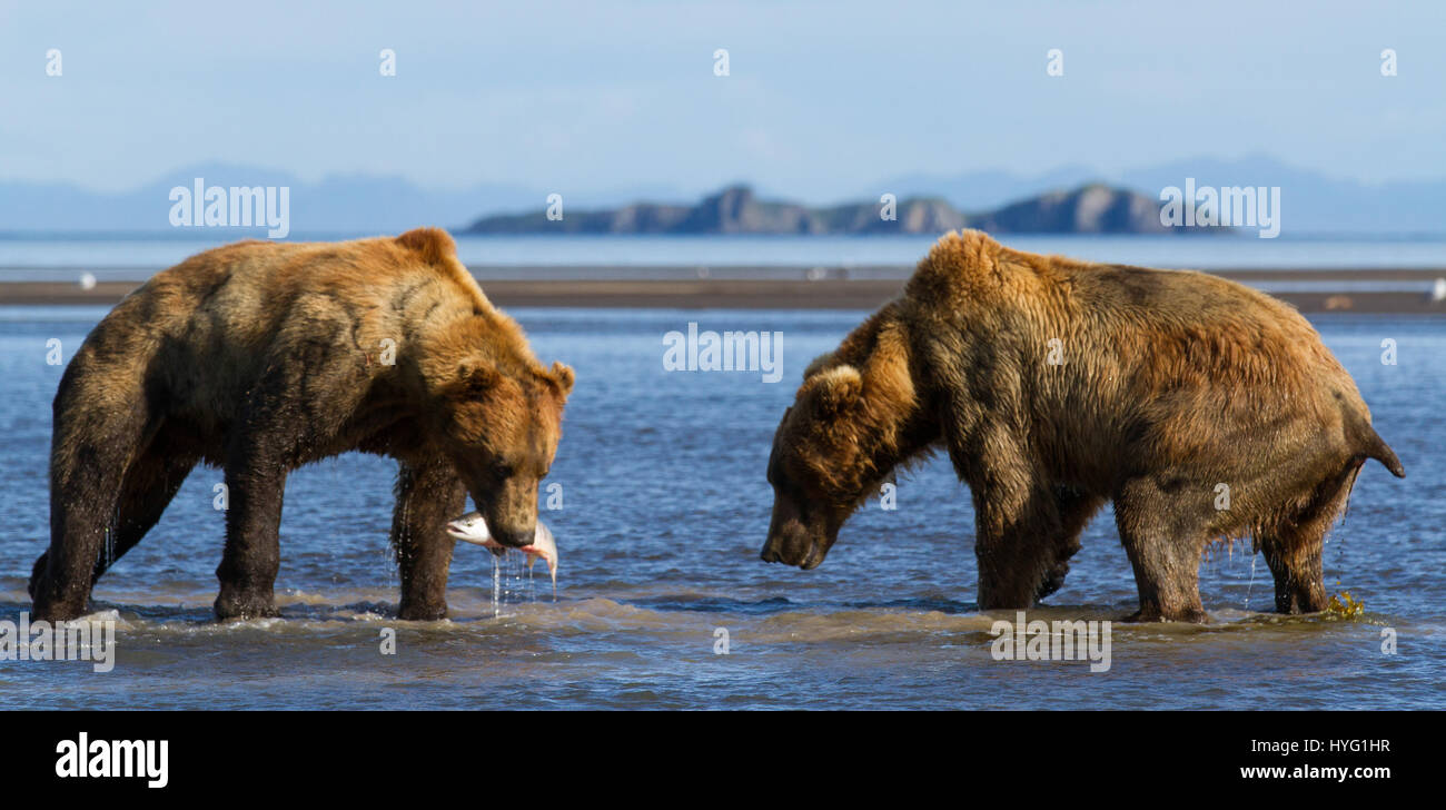 KATMAI Nationalpark, ALASKA: Dieser STRAßENRÄUBER Bär buchstäblich der Fisch nahm als er sein Opfer zu Boden schob und kniff seine Fisch-Abendessen. Verpackung einen Schlag, zeigen diese Bilder von nur dreißig Fuß entfernt die Längen gehen konkurrierende Bären um ihre Pfoten auf ein fischig Leckerbissen zu bekommen.  Die schiere Kraft und die Dynamik der die Bären schieben werden diese erstaunliche Action-Aufnahmen deutlich.  Zwangsläufig wurde der schwächeren Bär brodelnden und hungrig gelassen, nach dem Verlust seines Fisches zu mächtiger Rivale. Brad Josephs (39) aus Alaska, hat seit den letzten zwanzig Jahren ein Expeditionsleiter und Wirbelsäule-t Stockfoto