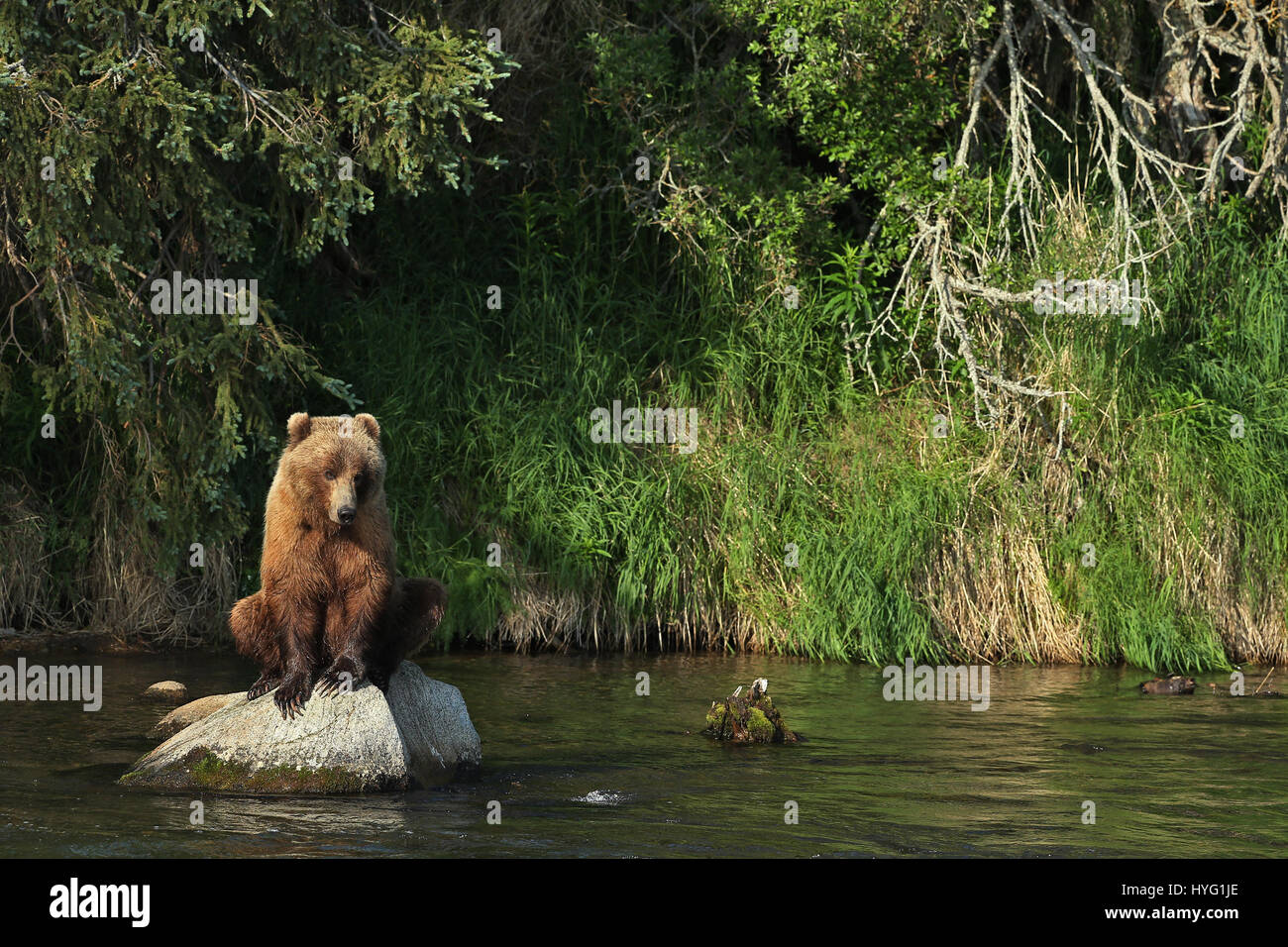 ALASKA, USA: AN EPIC Bär Schlägerei über den besten Angelplatz wurde von einem Fotografen überrascht erfasst. In einer Begegnung, die fünf Minuten dauern eine eifersüchtige Bär ersichtlich kämpft sie mit seinem Rivalen um einen Platz auf den Felsen für den besten Blick auf vorbei an Fisch zu sichern. Die sperrige Grizzlies können gesehen werden, gehen, Nase an Nase, entblößte ihre Zähne und nehmen große Seitenhiebe auf einander.  Der Kampf endete, als der Eindringling besiegt wurde und mussten sich zurückziehen zurück ins Wasser, um einen anderen Platz zu jagen finden. Weitere Bilder zeigen andere Bären glücklich an einem Angeltag, waten durch Wasser ein Stockfoto