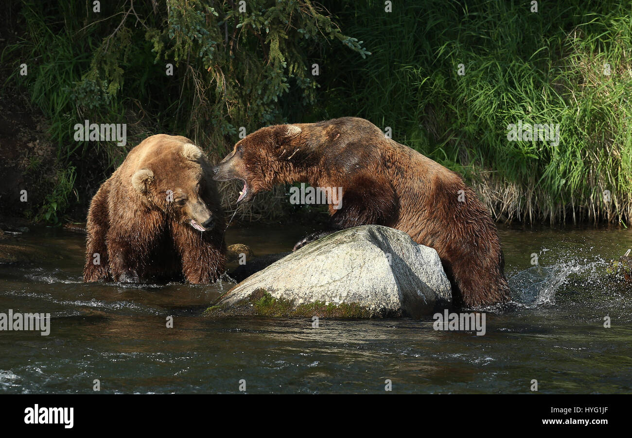 ALASKA, USA: AN EPIC Bär Schlägerei über den besten Angelplatz wurde von einem Fotografen überrascht erfasst. In einer Begegnung, die fünf Minuten dauern eine eifersüchtige Bär ersichtlich kämpft sie mit seinem Rivalen um einen Platz auf den Felsen für den besten Blick auf vorbei an Fisch zu sichern. Die sperrige Grizzlies können gesehen werden, gehen, Nase an Nase, entblößte ihre Zähne und nehmen große Seitenhiebe auf einander.  Der Kampf endete, als der Eindringling besiegt wurde und mussten sich zurückziehen zurück ins Wasser, um einen anderen Platz zu jagen finden. Weitere Bilder zeigen andere Bären glücklich an einem Angeltag, waten durch Wasser ein Stockfoto