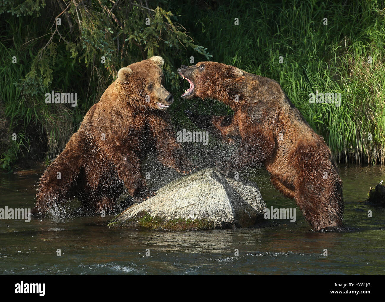 ALASKA, USA: AN EPIC Bär Schlägerei über den besten Angelplatz wurde von einem Fotografen überrascht erfasst. In einer Begegnung, die fünf Minuten dauern eine eifersüchtige Bär ersichtlich kämpft sie mit seinem Rivalen um einen Platz auf den Felsen für den besten Blick auf vorbei an Fisch zu sichern. Die sperrige Grizzlies können gesehen werden, gehen, Nase an Nase, entblößte ihre Zähne und nehmen große Seitenhiebe auf einander.  Der Kampf endete, als der Eindringling besiegt wurde und mussten sich zurückziehen zurück ins Wasser, um einen anderen Platz zu jagen finden. Weitere Bilder zeigen andere Bären glücklich an einem Angeltag, waten durch Wasser ein Stockfoto