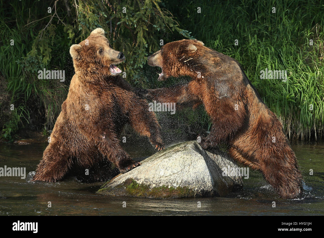ALASKA, USA: AN EPIC Bär Schlägerei über den besten Angelplatz wurde von einem Fotografen überrascht erfasst. In einer Begegnung, die fünf Minuten dauern eine eifersüchtige Bär ersichtlich kämpft sie mit seinem Rivalen um einen Platz auf den Felsen für den besten Blick auf vorbei an Fisch zu sichern. Die sperrige Grizzlies können gesehen werden, gehen, Nase an Nase, entblößte ihre Zähne und nehmen große Seitenhiebe auf einander.  Der Kampf endete, als der Eindringling besiegt wurde und mussten sich zurückziehen zurück ins Wasser, um einen anderen Platz zu jagen finden. Weitere Bilder zeigen andere Bären glücklich an einem Angeltag, waten durch Wasser ein Stockfoto