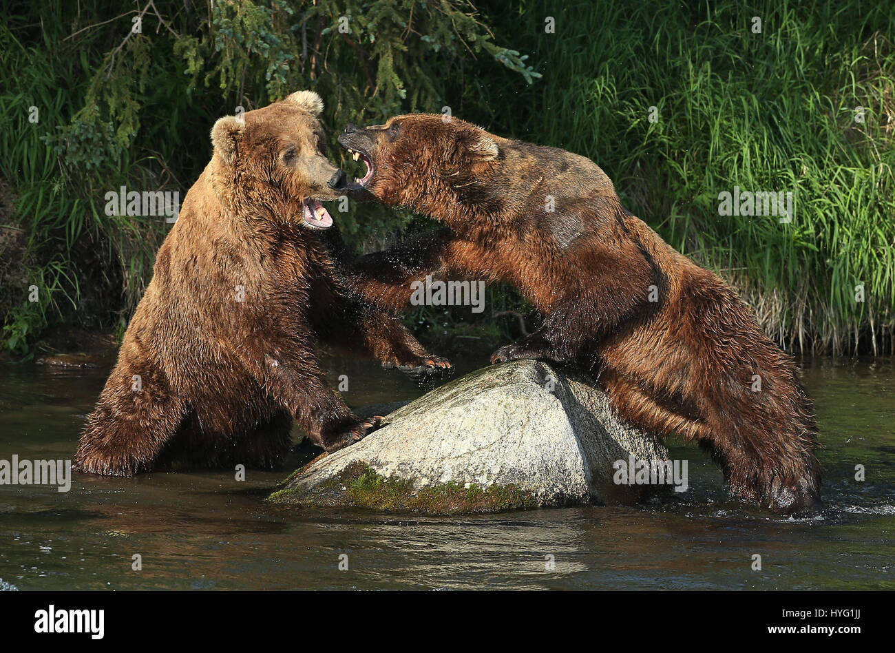 ALASKA, USA: AN EPIC Bär Schlägerei über den besten Angelplatz wurde von einem Fotografen überrascht erfasst. In einer Begegnung, die fünf Minuten dauern eine eifersüchtige Bär ersichtlich kämpft sie mit seinem Rivalen um einen Platz auf den Felsen für den besten Blick auf vorbei an Fisch zu sichern. Die sperrige Grizzlies können gesehen werden, gehen, Nase an Nase, entblößte ihre Zähne und nehmen große Seitenhiebe auf einander.  Der Kampf endete, als der Eindringling besiegt wurde und mussten sich zurückziehen zurück ins Wasser, um einen anderen Platz zu jagen finden. Weitere Bilder zeigen andere Bären glücklich an einem Angeltag, waten durch Wasser ein Stockfoto