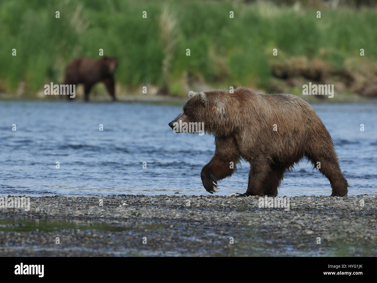 ALASKA, USA: AN EPIC Bär Schlägerei über den besten Angelplatz wurde von einem Fotografen überrascht erfasst. In einer Begegnung, die fünf Minuten dauern eine eifersüchtige Bär ersichtlich kämpft sie mit seinem Rivalen um einen Platz auf den Felsen für den besten Blick auf vorbei an Fisch zu sichern. Die sperrige Grizzlies können gesehen werden, gehen, Nase an Nase, entblößte ihre Zähne und nehmen große Seitenhiebe auf einander.  Der Kampf endete, als der Eindringling besiegt wurde und mussten sich zurückziehen zurück ins Wasser, um einen anderen Platz zu jagen finden. Weitere Bilder zeigen andere Bären glücklich an einem Angeltag, waten durch Wasser ein Stockfoto