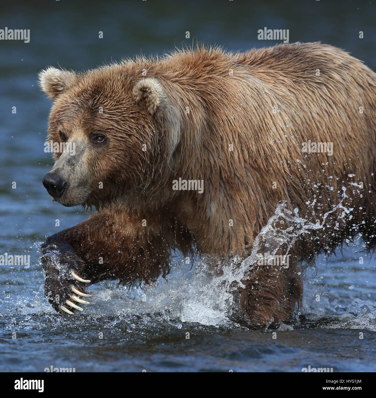 ALASKA, USA: AN EPIC Bär Schlägerei über den besten Angelplatz wurde von einem Fotografen überrascht erfasst. In einer Begegnung, die fünf Minuten dauern eine eifersüchtige Bär ersichtlich kämpft sie mit seinem Rivalen um einen Platz auf den Felsen für den besten Blick auf vorbei an Fisch zu sichern. Die sperrige Grizzlies können gesehen werden, gehen, Nase an Nase, entblößte ihre Zähne und nehmen große Seitenhiebe auf einander.  Der Kampf endete, als der Eindringling besiegt wurde und mussten sich zurückziehen zurück ins Wasser, um einen anderen Platz zu jagen finden. Weitere Bilder zeigen andere Bären glücklich an einem Angeltag, waten durch Wasser ein Stockfoto