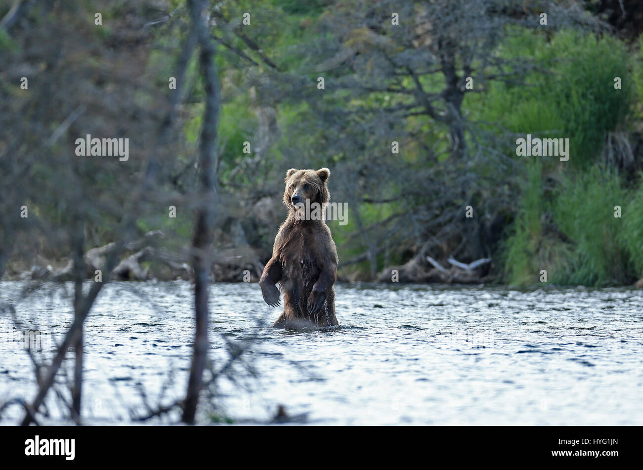 ALASKA, USA: AN EPIC Bär Schlägerei über den besten Angelplatz wurde von einem Fotografen überrascht erfasst. In einer Begegnung, die fünf Minuten dauern eine eifersüchtige Bär ersichtlich kämpft sie mit seinem Rivalen um einen Platz auf den Felsen für den besten Blick auf vorbei an Fisch zu sichern. Die sperrige Grizzlies können gesehen werden, gehen, Nase an Nase, entblößte ihre Zähne und nehmen große Seitenhiebe auf einander.  Der Kampf endete, als der Eindringling besiegt wurde und mussten sich zurückziehen zurück ins Wasser, um einen anderen Platz zu jagen finden. Weitere Bilder zeigen andere Bären glücklich an einem Angeltag, waten durch Wasser ein Stockfoto