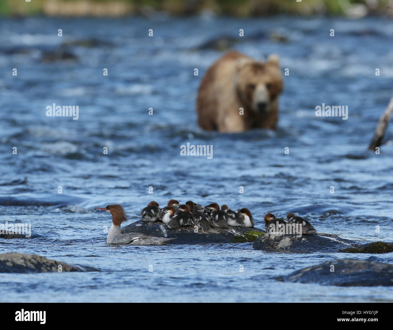 ALASKA, USA: AN EPIC Bär Schlägerei über den besten Angelplatz wurde von einem Fotografen überrascht erfasst. In einer Begegnung, die fünf Minuten dauern eine eifersüchtige Bär ersichtlich kämpft sie mit seinem Rivalen um einen Platz auf den Felsen für den besten Blick auf vorbei an Fisch zu sichern. Die sperrige Grizzlies können gesehen werden, gehen, Nase an Nase, entblößte ihre Zähne und nehmen große Seitenhiebe auf einander.  Der Kampf endete, als der Eindringling besiegt wurde und mussten sich zurückziehen zurück ins Wasser, um einen anderen Platz zu jagen finden. Weitere Bilder zeigen andere Bären glücklich an einem Angeltag, waten durch Wasser ein Stockfoto