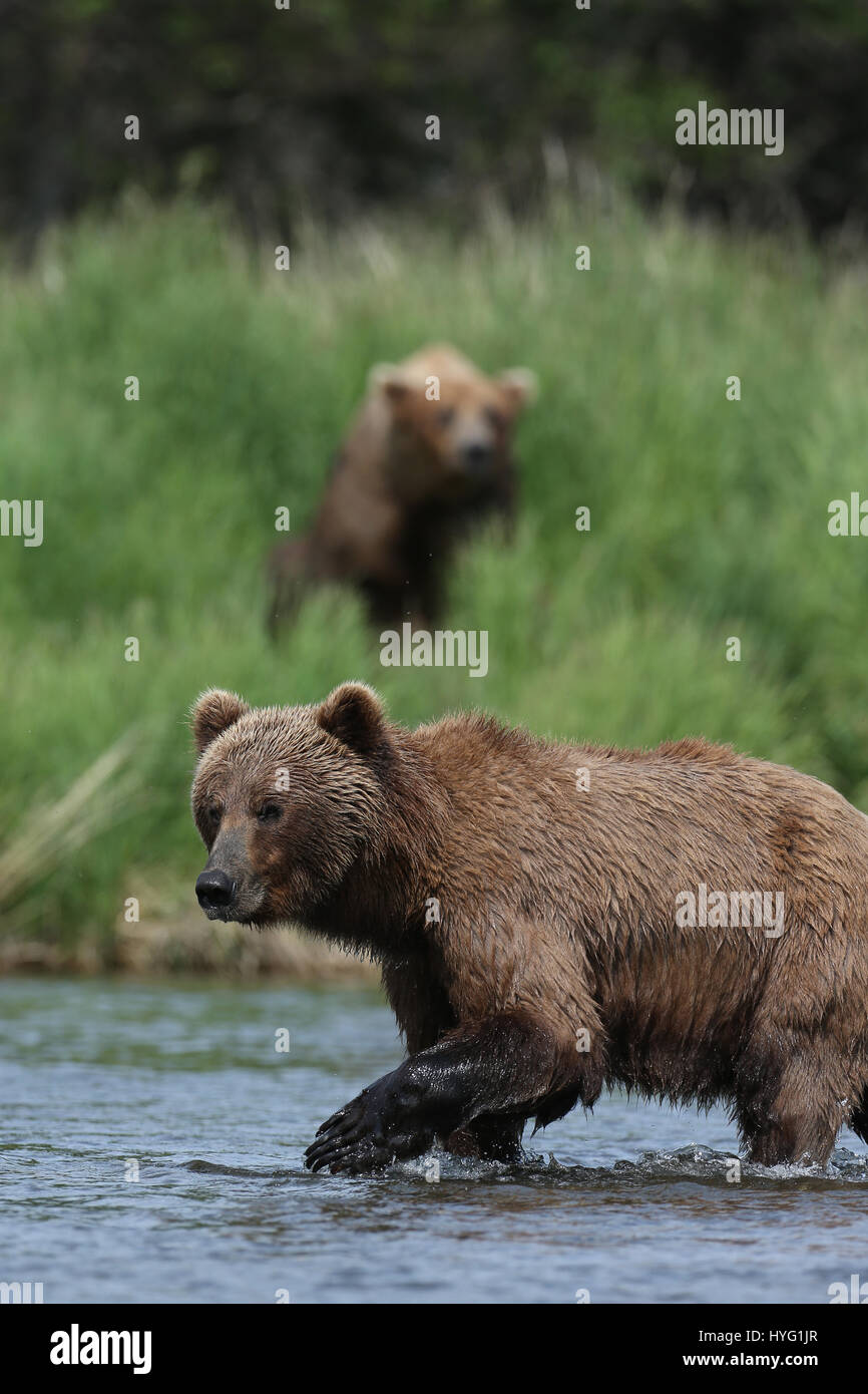 ALASKA, USA: AN EPIC Bär Schlägerei über den besten Angelplatz wurde von einem Fotografen überrascht erfasst. In einer Begegnung, die fünf Minuten dauern eine eifersüchtige Bär ersichtlich kämpft sie mit seinem Rivalen um einen Platz auf den Felsen für den besten Blick auf vorbei an Fisch zu sichern. Die sperrige Grizzlies können gesehen werden, gehen, Nase an Nase, entblößte ihre Zähne und nehmen große Seitenhiebe auf einander.  Der Kampf endete, als der Eindringling besiegt wurde und mussten sich zurückziehen zurück ins Wasser, um einen anderen Platz zu jagen finden. Weitere Bilder zeigen andere Bären glücklich an einem Angeltag, waten durch Wasser ein Stockfoto