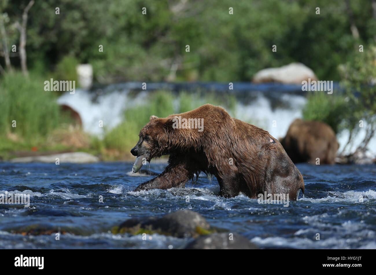 ALASKA, USA: AN EPIC Bär Schlägerei über den besten Angelplatz wurde von einem Fotografen überrascht erfasst. In einer Begegnung, die fünf Minuten dauern eine eifersüchtige Bär ersichtlich kämpft sie mit seinem Rivalen um einen Platz auf den Felsen für den besten Blick auf vorbei an Fisch zu sichern. Die sperrige Grizzlies können gesehen werden, gehen, Nase an Nase, entblößte ihre Zähne und nehmen große Seitenhiebe auf einander.  Der Kampf endete, als der Eindringling besiegt wurde und mussten sich zurückziehen zurück ins Wasser, um einen anderen Platz zu jagen finden. Weitere Bilder zeigen andere Bären glücklich an einem Angeltag, waten durch Wasser ein Stockfoto