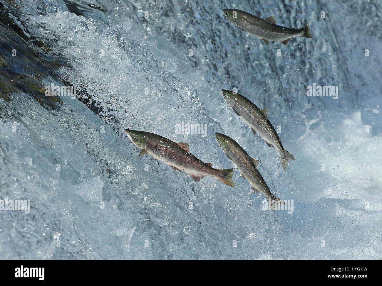 ALASKA, USA: AN EPIC Bär Schlägerei über den besten Angelplatz wurde von einem Fotografen überrascht erfasst. In einer Begegnung, die fünf Minuten dauern eine eifersüchtige Bär ersichtlich kämpft sie mit seinem Rivalen um einen Platz auf den Felsen für den besten Blick auf vorbei an Fisch zu sichern. Die sperrige Grizzlies können gesehen werden, gehen, Nase an Nase, entblößte ihre Zähne und nehmen große Seitenhiebe auf einander.  Der Kampf endete, als der Eindringling besiegt wurde und mussten sich zurückziehen zurück ins Wasser, um einen anderen Platz zu jagen finden. Weitere Bilder zeigen andere Bären glücklich an einem Angeltag, waten durch Wasser ein Stockfoto