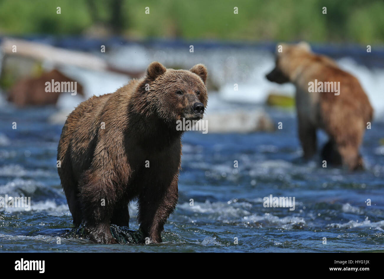 ALASKA, USA: AN EPIC Bär Schlägerei über den besten Angelplatz wurde von einem Fotografen überrascht erfasst. In einer Begegnung, die fünf Minuten dauern eine eifersüchtige Bär ersichtlich kämpft sie mit seinem Rivalen um einen Platz auf den Felsen für den besten Blick auf vorbei an Fisch zu sichern. Die sperrige Grizzlies können gesehen werden, gehen, Nase an Nase, entblößte ihre Zähne und nehmen große Seitenhiebe auf einander.  Der Kampf endete, als der Eindringling besiegt wurde und mussten sich zurückziehen zurück ins Wasser, um einen anderen Platz zu jagen finden. Weitere Bilder zeigen andere Bären glücklich an einem Angeltag, waten durch Wasser ein Stockfoto