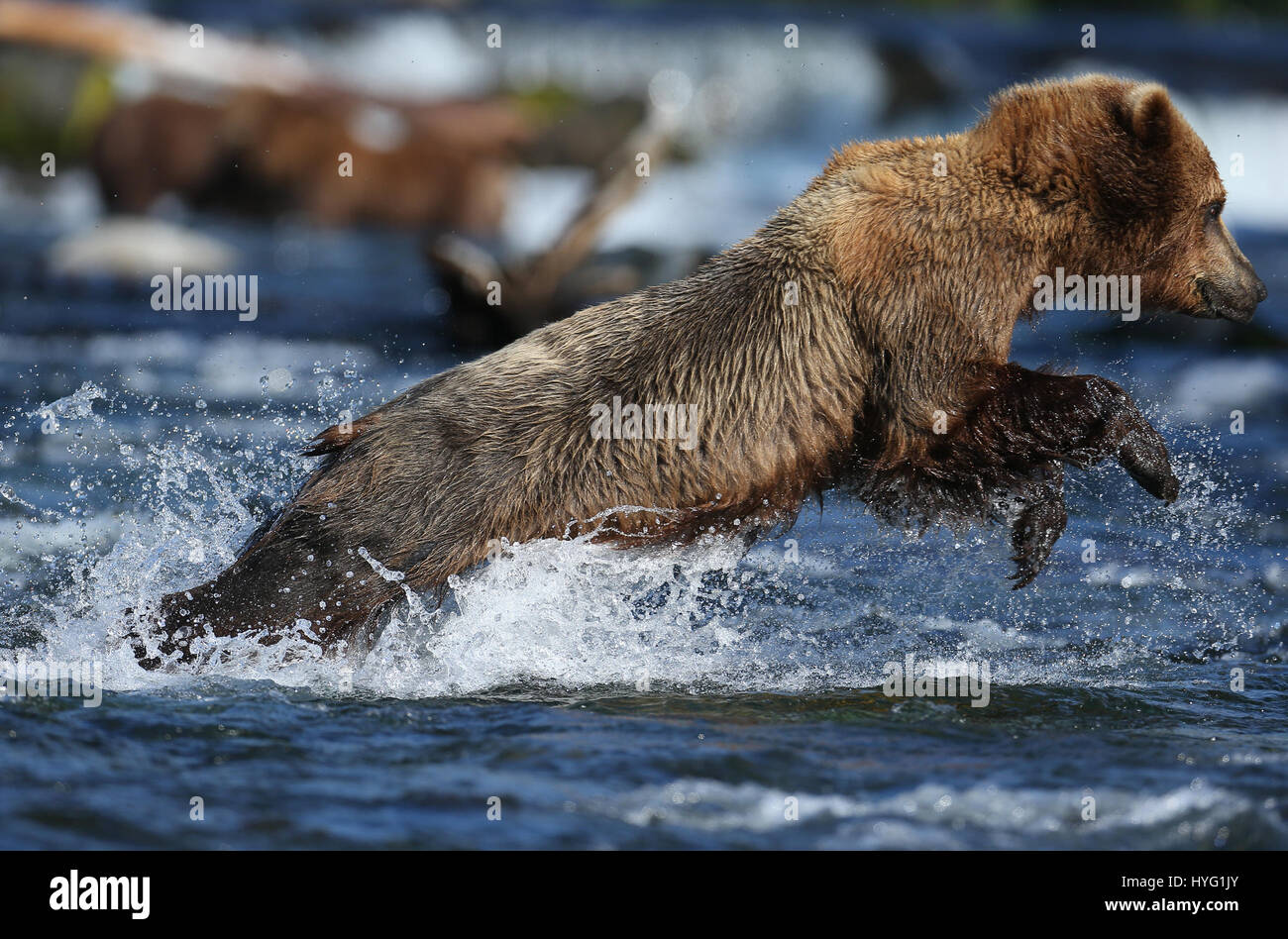 ALASKA, USA: AN EPIC Bär Schlägerei über den besten Angelplatz wurde von einem Fotografen überrascht erfasst. In einer Begegnung, die fünf Minuten dauern eine eifersüchtige Bär ersichtlich kämpft sie mit seinem Rivalen um einen Platz auf den Felsen für den besten Blick auf vorbei an Fisch zu sichern. Die sperrige Grizzlies können gesehen werden, gehen, Nase an Nase, entblößte ihre Zähne und nehmen große Seitenhiebe auf einander.  Der Kampf endete, als der Eindringling besiegt wurde und mussten sich zurückziehen zurück ins Wasser, um einen anderen Platz zu jagen finden. Weitere Bilder zeigen andere Bären glücklich an einem Angeltag, waten durch Wasser ein Stockfoto