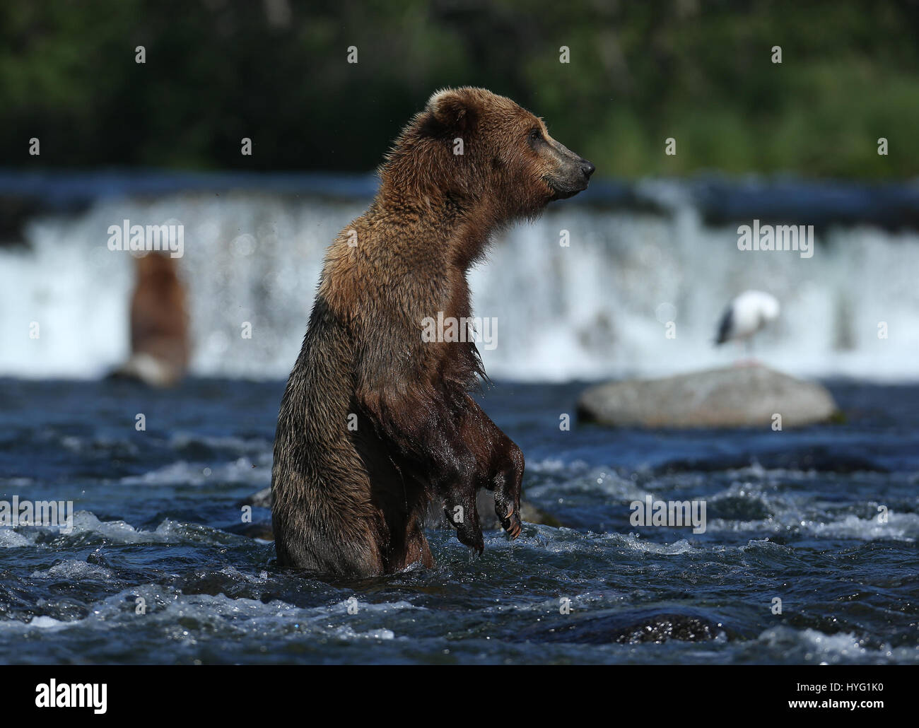ALASKA, USA: AN EPIC Bär Schlägerei über den besten Angelplatz wurde von einem Fotografen überrascht erfasst. In einer Begegnung, die fünf Minuten dauern eine eifersüchtige Bär ersichtlich kämpft sie mit seinem Rivalen um einen Platz auf den Felsen für den besten Blick auf vorbei an Fisch zu sichern. Die sperrige Grizzlies können gesehen werden, gehen, Nase an Nase, entblößte ihre Zähne und nehmen große Seitenhiebe auf einander.  Der Kampf endete, als der Eindringling besiegt wurde und mussten sich zurückziehen zurück ins Wasser, um einen anderen Platz zu jagen finden. Weitere Bilder zeigen andere Bären glücklich an einem Angeltag, waten durch Wasser ein Stockfoto