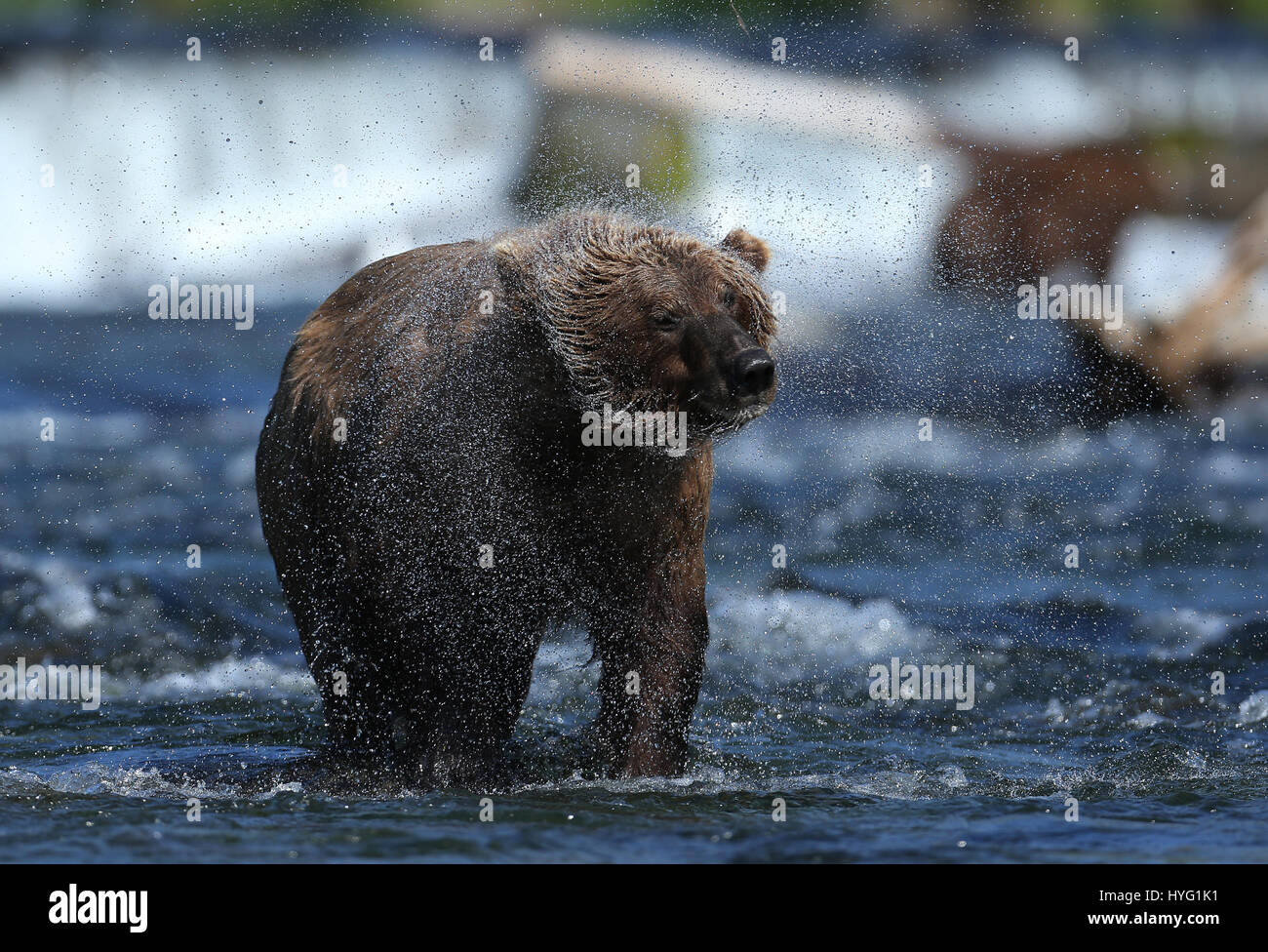 ALASKA, USA: AN EPIC Bär Schlägerei über den besten Angelplatz wurde von einem Fotografen überrascht erfasst. In einer Begegnung, die fünf Minuten dauern eine eifersüchtige Bär ersichtlich kämpft sie mit seinem Rivalen um einen Platz auf den Felsen für den besten Blick auf vorbei an Fisch zu sichern. Die sperrige Grizzlies können gesehen werden, gehen, Nase an Nase, entblößte ihre Zähne und nehmen große Seitenhiebe auf einander.  Der Kampf endete, als der Eindringling besiegt wurde und mussten sich zurückziehen zurück ins Wasser, um einen anderen Platz zu jagen finden. Weitere Bilder zeigen andere Bären glücklich an einem Angeltag, waten durch Wasser ein Stockfoto